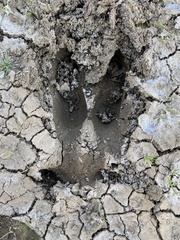 Cervus canadensis nannodes