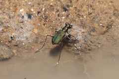 Myriochila semicincta