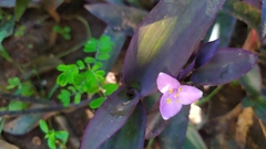 Tradescantia pallida