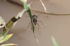 Myriochila semicincta