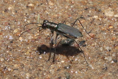 Myriochila semicincta