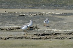 Xenus cinereus