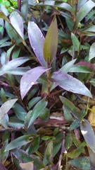 Tradescantia pallida