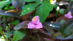 Tradescantia pallida