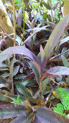 Tradescantia pallida