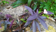 Tradescantia pallida