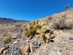 Opuntia × curvispina