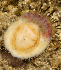 Placiphorella velata