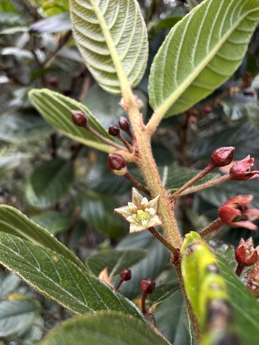 Frangula goudotiana (Frangula goudotiana)