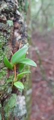 Bulbophyllum setaceum