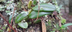 Bulbophyllum setaceum