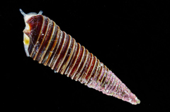 Seila atkinsoni