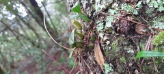 Bulbophyllum setaceum