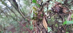 Bulbophyllum setaceum
