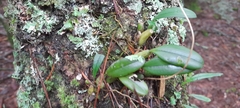 Bulbophyllum setaceum