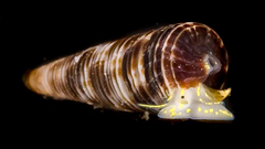 Seila marmorata