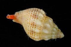 Anachis cominellaeformis