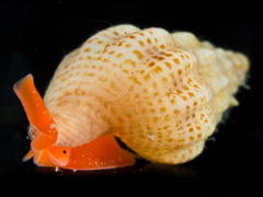 Anachis cominellaeformis