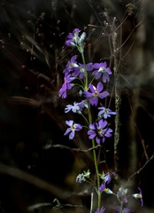 Primula malacoides