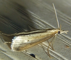 Donacaula dispersellus