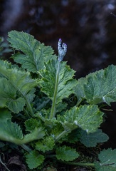Primula malacoides