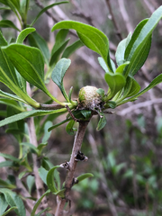 Asphondylia enceliae