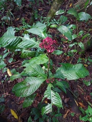 Ardisia pellucida