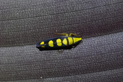 Platygonia spatulata