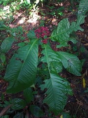 Ardisia pellucida