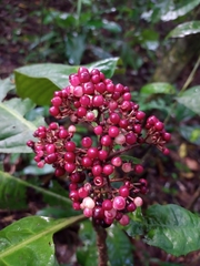 Ardisia pellucida