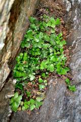 Asplenium pauperequitum