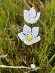 Gentianella bawbawensis