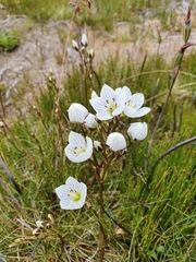 Gentianella bawbawensis