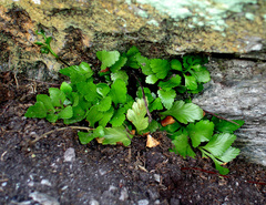 Asplenium pauperequitum