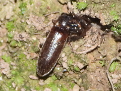 Phanophorus perspicax