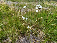 Gentianella bawbawensis