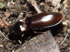 Phanophorus perspicax