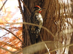 Sphyrapicus nuchalis