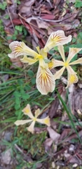 Iris innominata