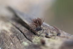 Stemonitis flavogenita