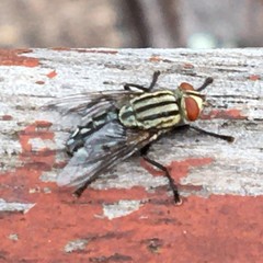 Oxysarcodexia varia