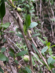 Asphondylia enceliae