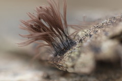 Stemonitis flavogenita