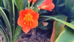 Clivia