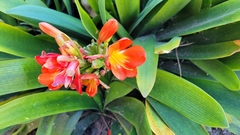 Clivia