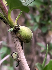 Asphondylia enceliae