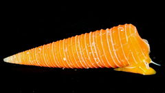 Seila crocea