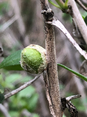 Asphondylia enceliae