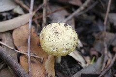 Amanita conicogrisea