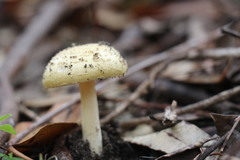 Amanita conicogrisea